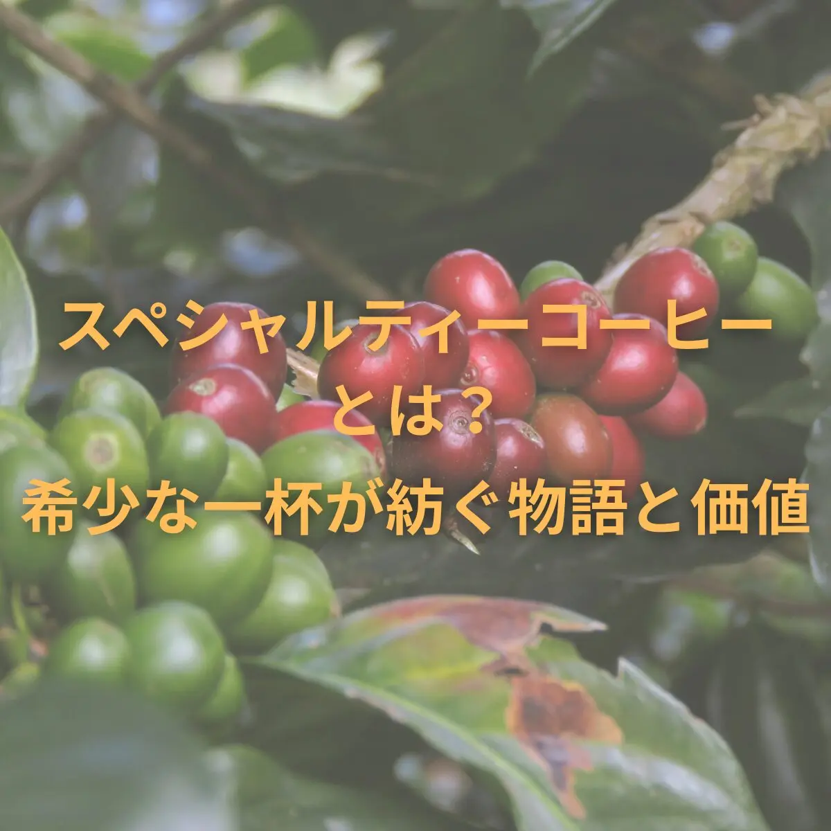 スペシャルティコーヒーとは？ – 希少な一杯が紡ぐ物語と価値