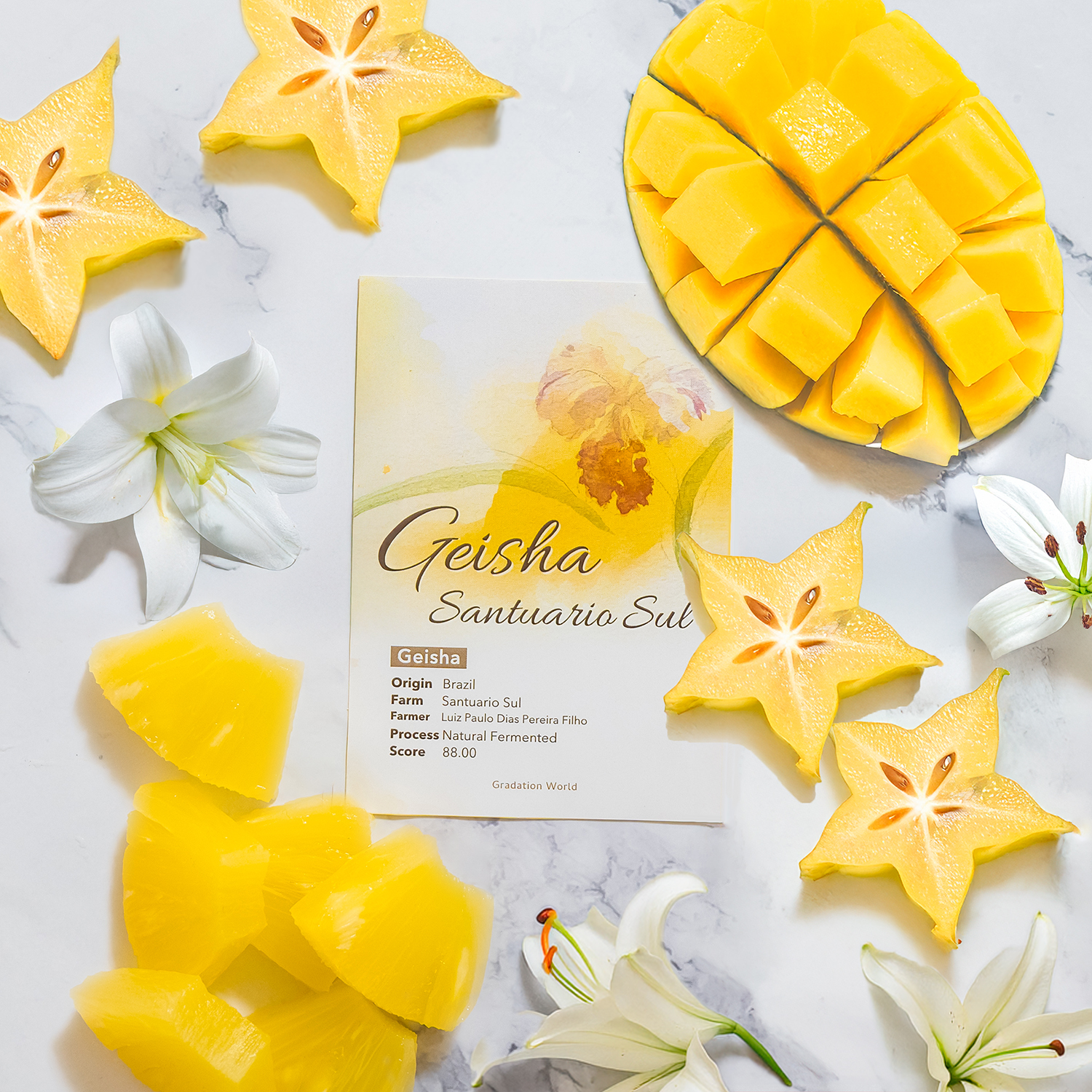 【NEW】ブラジル産/サンチュアリオ・スル農園/ゲイシャ種/ナチュラル/浅煎り/