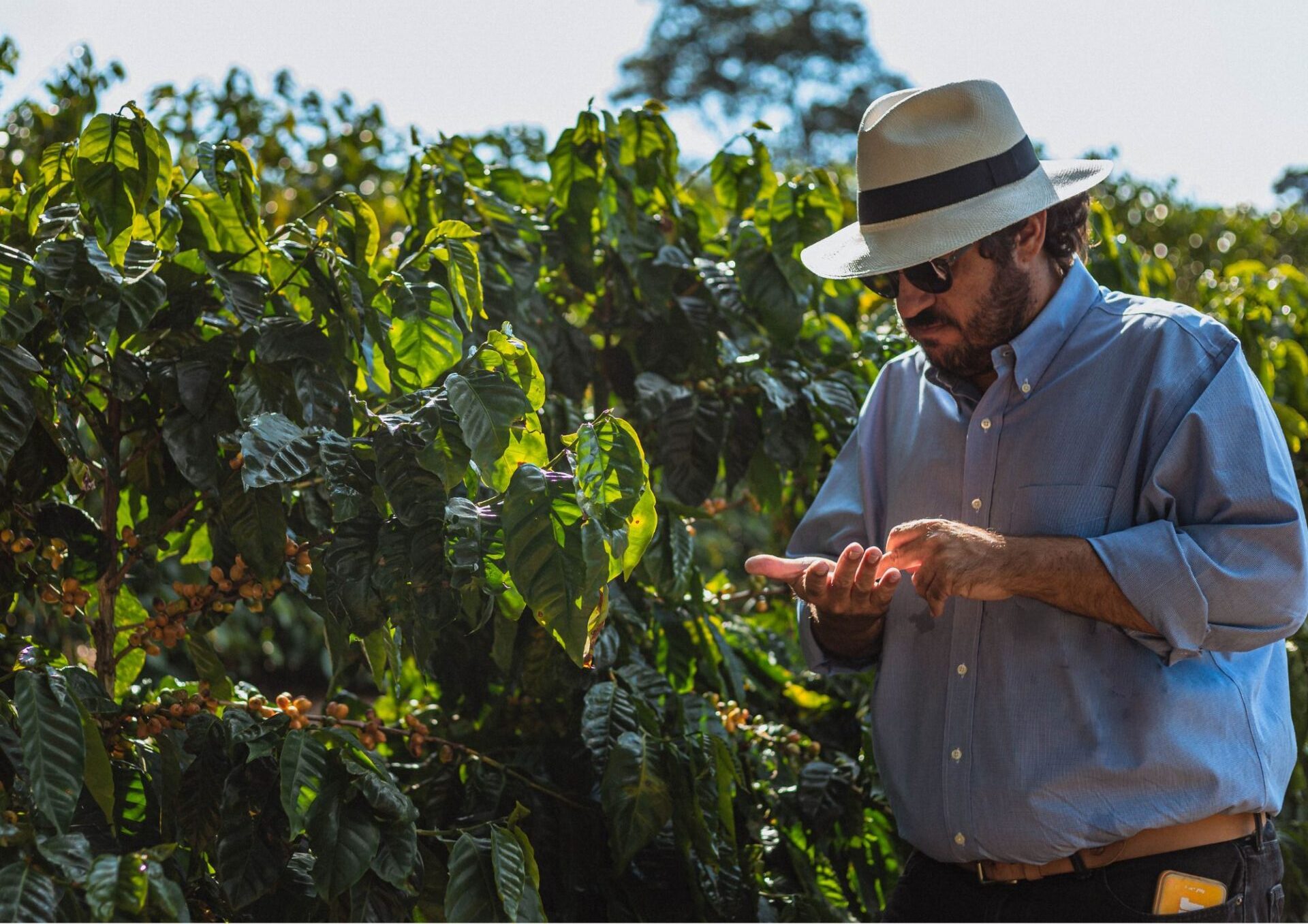 【NEW】ブラジル産/サンチュアリオ・スル農園/ゲイシャ種/ナチュラル/浅煎り/ - 画像 (2)