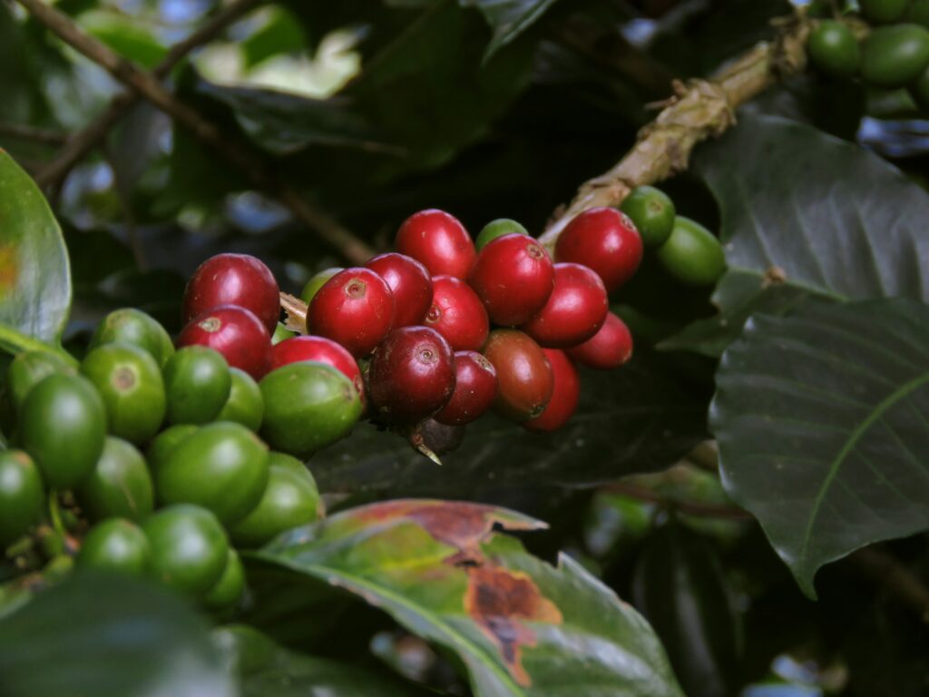 コーヒーの歴史 〜伝説の一粒から世界文化へ〜