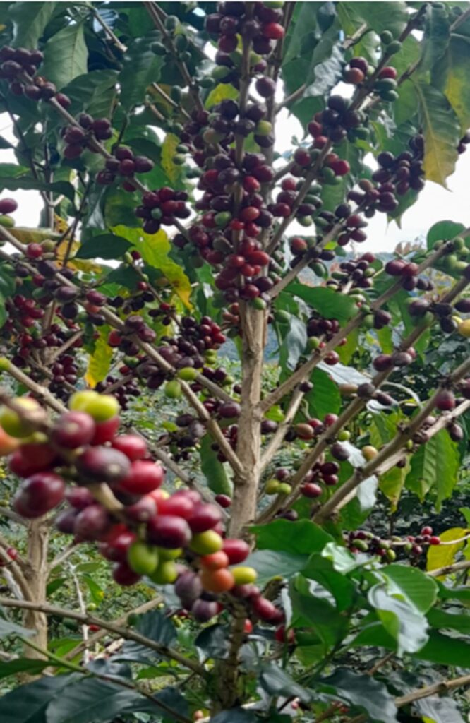 PERU /GEISHA「EL LIMÓN」 - レモンの木の記憶が息づくエルリモン農園の華やかな味わい