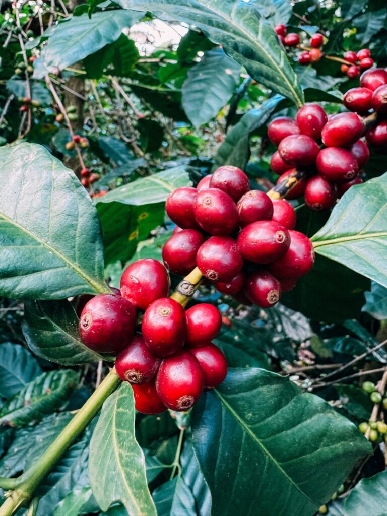 【南米限定】スペシャルティコーヒーのカッピング会|EL ORIGEN初参戦