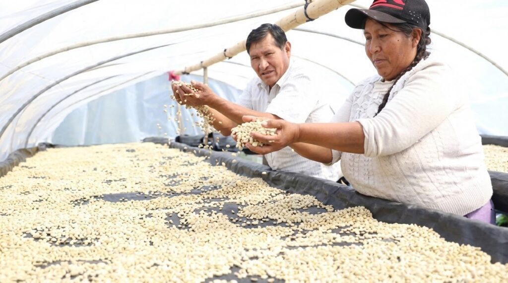 【2026年最新】南米コーヒー産地が「より高く」へ移動中。気候変動がもたらす味の変化と産地のリアル