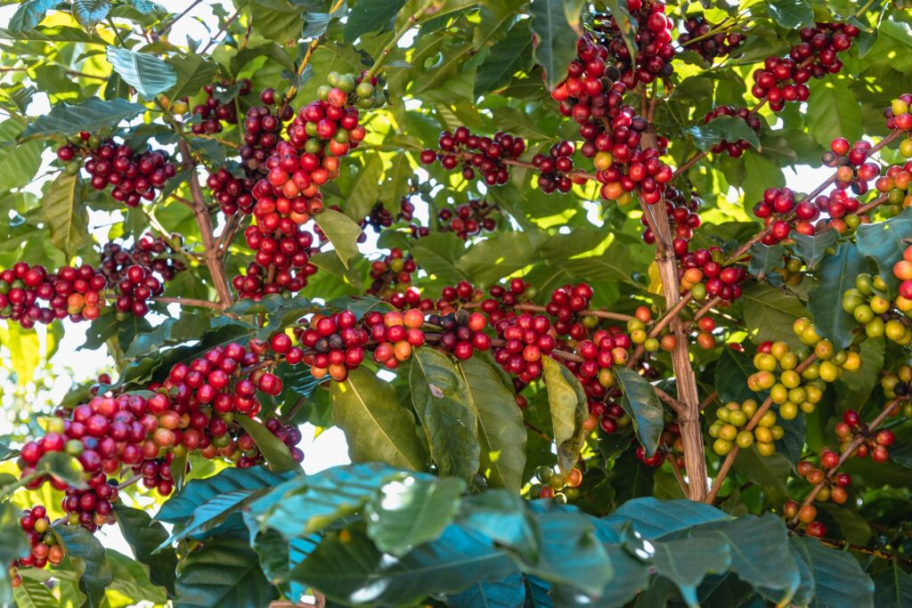 コーヒーの酸味を生む果実としてのコーヒーチェリー