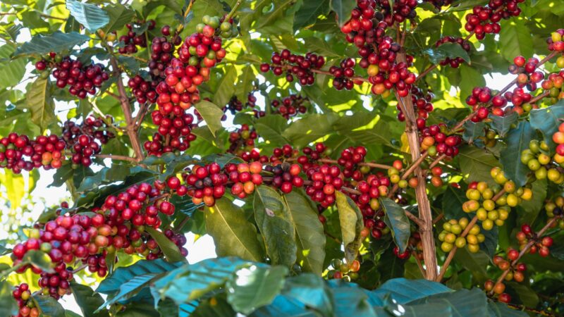 コーヒーの酸味を生む果実としてのコーヒーチェリー