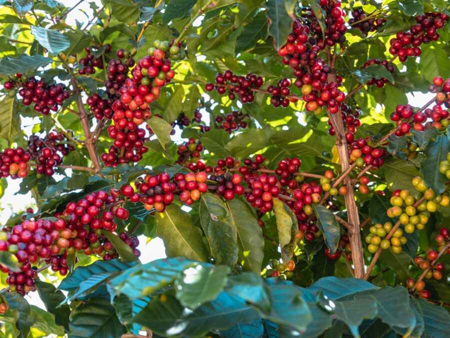 コーヒーの酸味を生む果実としてのコーヒーチェリー